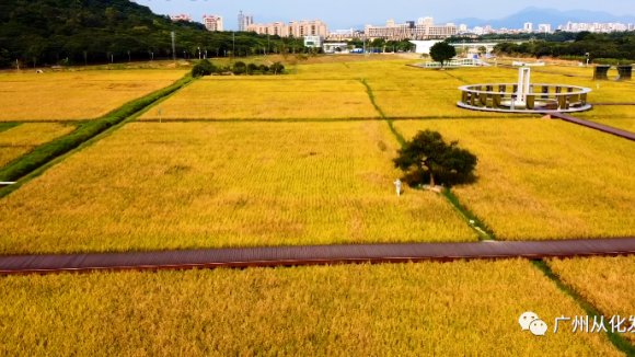 再次被省级点名！艾米天空稻田研学基地入选“广东省乡村旅游精品线路”！